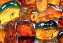 Photo of Уникальные свойства янтаря в природе и искусстве