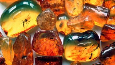 Photo of Уникальные свойства янтаря в природе и искусстве